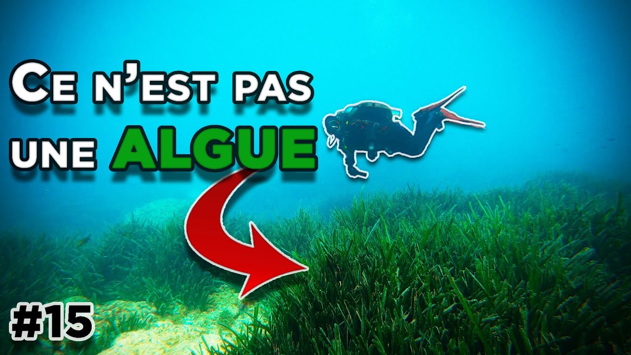 J'explore l’écosystème secret de la Posidonie en Méditerranée !
