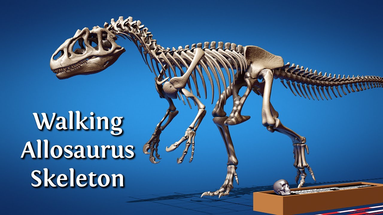 Walking dinosaurs - Allosaurus skeleton