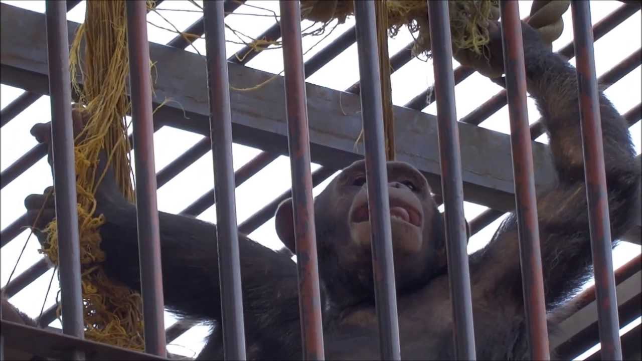 Smile, the Chimpanzee, at Ichihara Elephant Kingdom