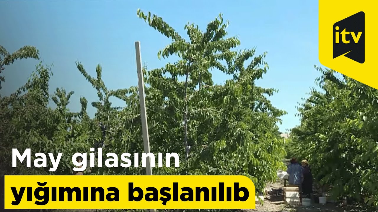 May gilasının yığımına başlanılıb
