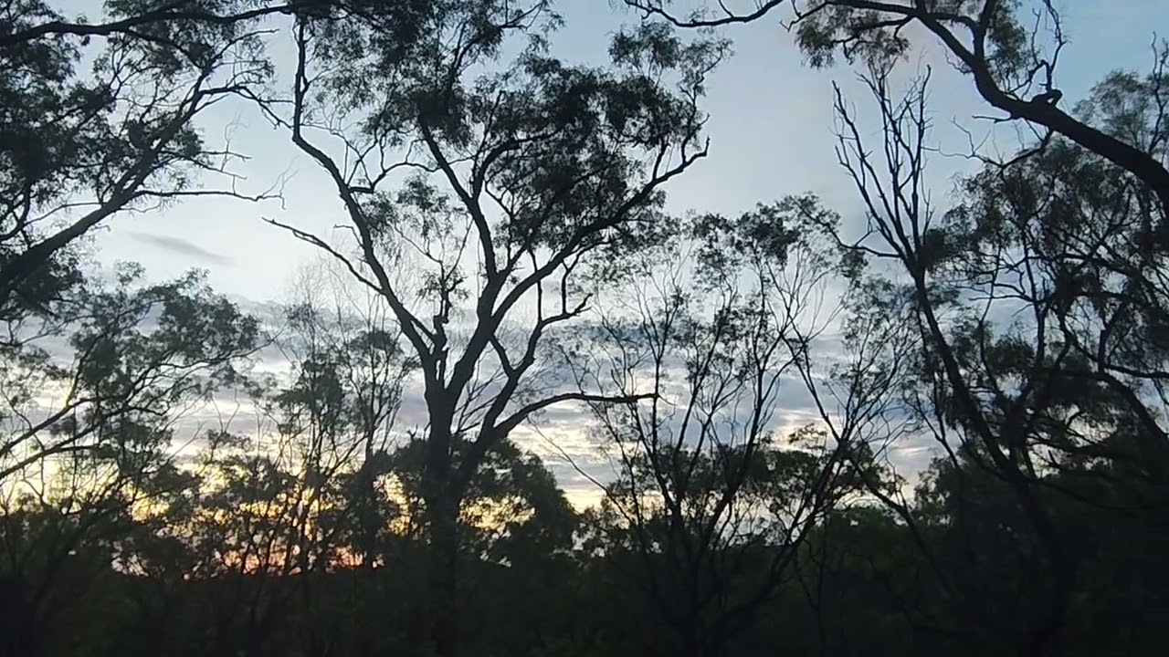 Good evening from the ancient forest 