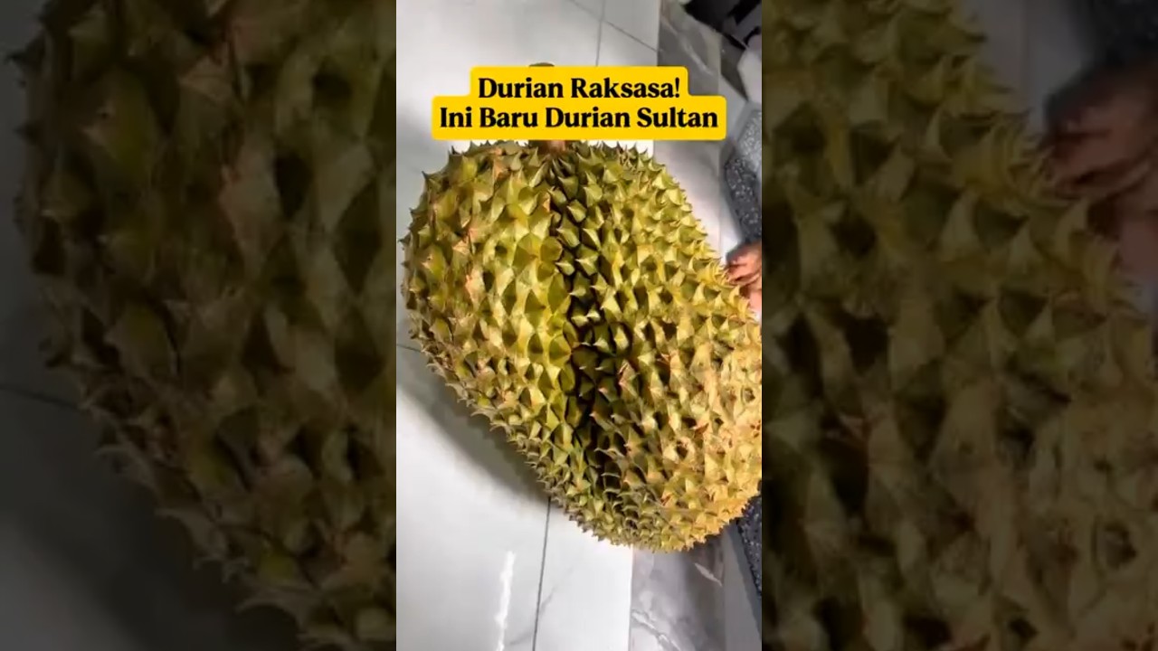 Durian Monthong Super Jumbo‼️Berat 10 Kg Lebih⁉️#DurianThailand