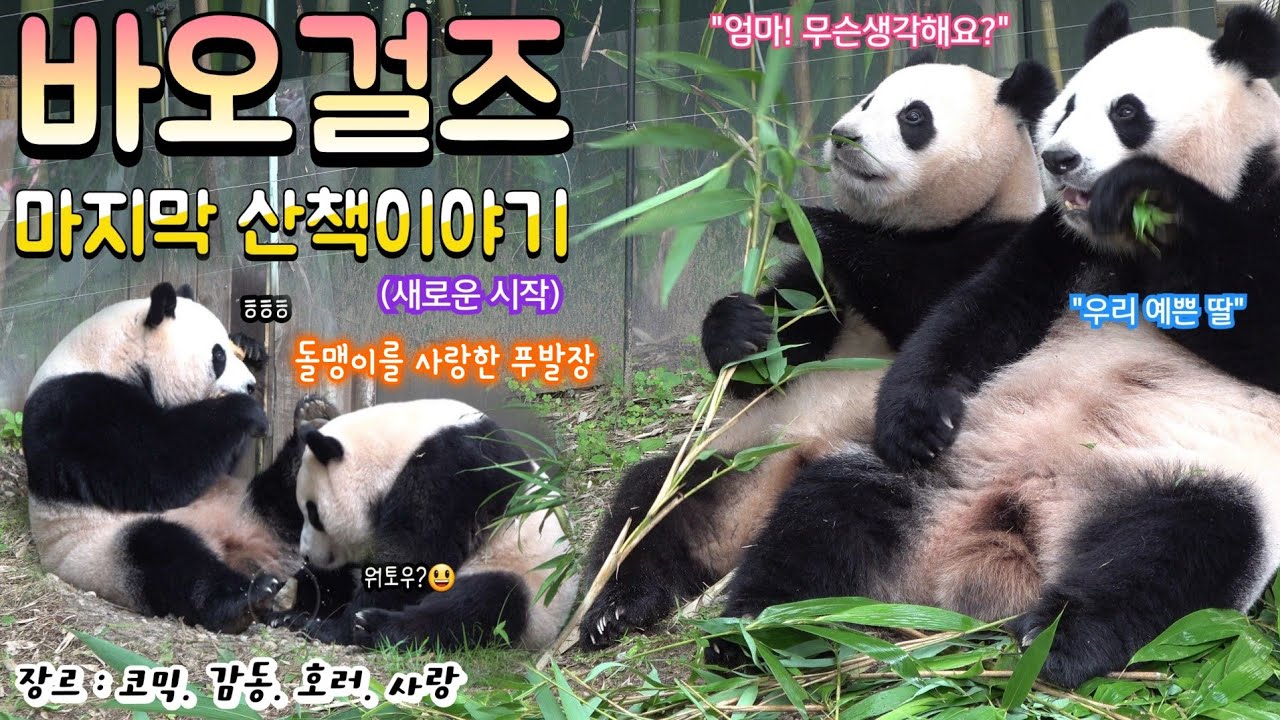 [푸덕이4K] 푸바오 오늘은 엄마랑 산책할까? 아이바오는 모든 것을 알고 있었다.  독립 그리고 새로운 시작을 위해 22.8.24. Panda BaoGirls