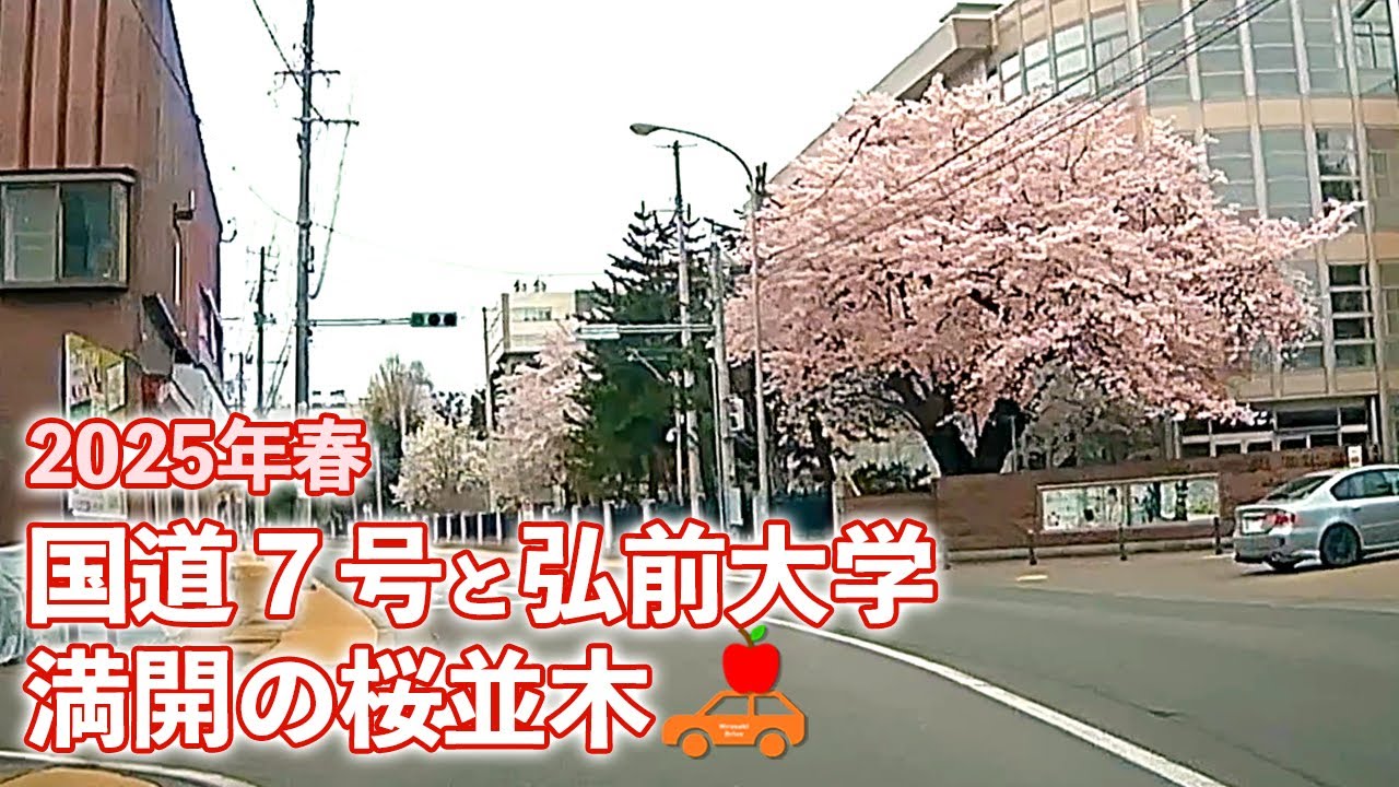 【青森県弘前市】2025年4月下旬 桜満開！国道７号線と弘前大学の桜並木を走行した動画です。どちらも大好きな道！