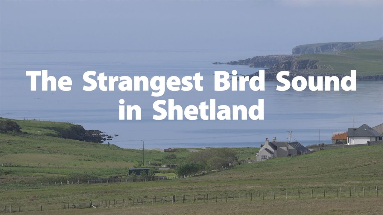 The Strangest Bird Sound in Shetland