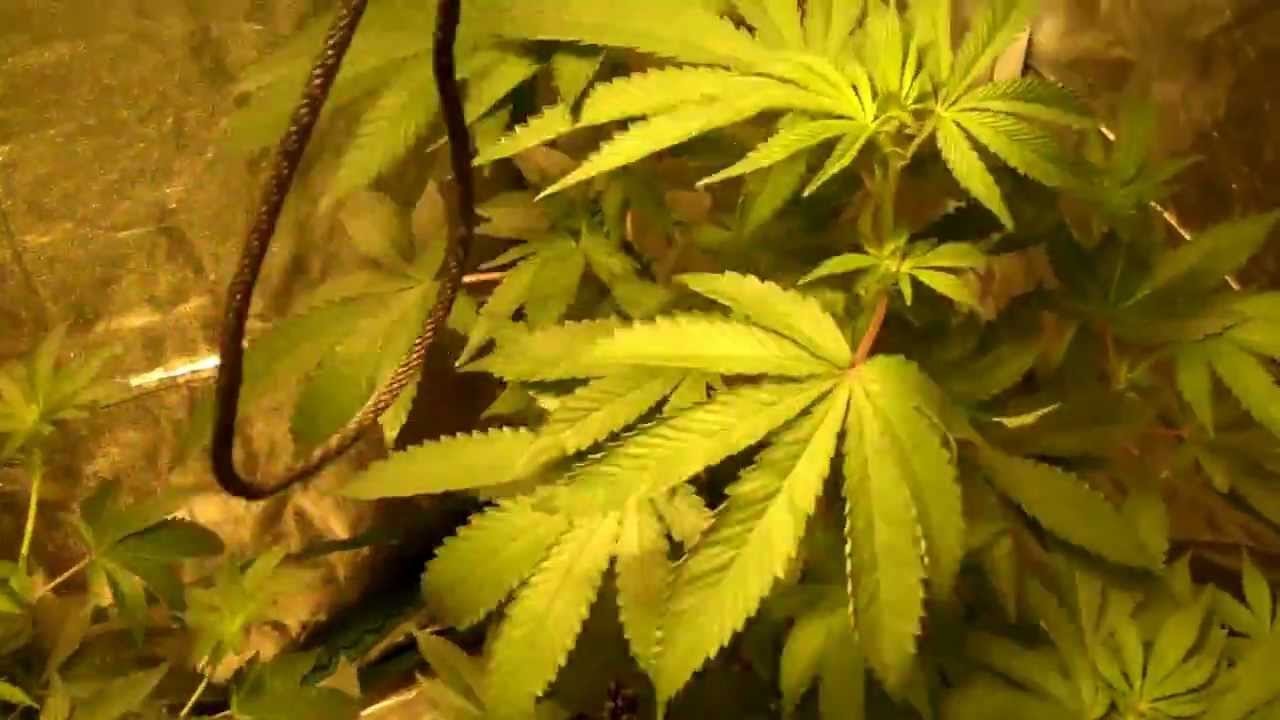 1st/2nd Grow bubba kush 4x3x7 grow tent 600hps
