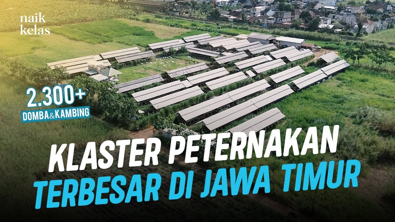 Sukses Ternak Kambing & Domba Asal Australia, Omzet Tembus 500jt+ Perbulan