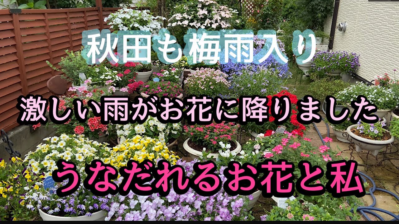【秋田市も梅雨入り　雨の洗礼】【ラックスの掘り上げ】
