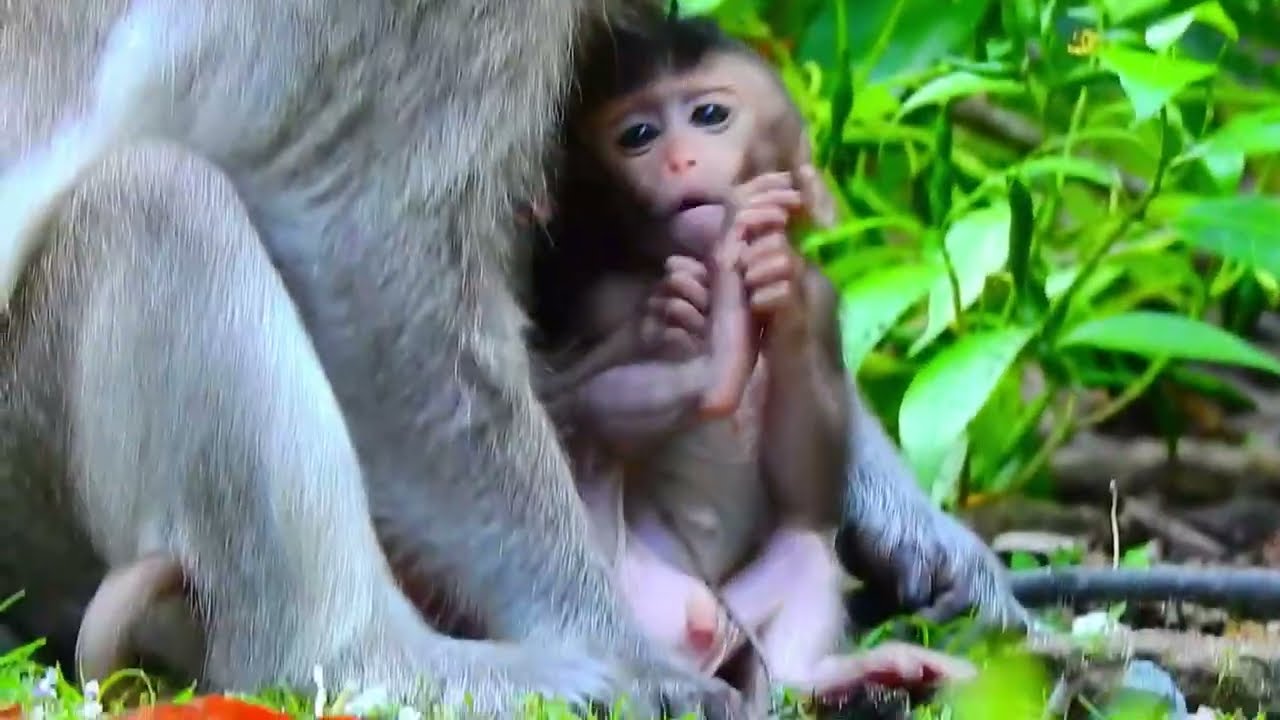Unbelievably Cute Monkey Moments – Baby’s First Walk 🥹