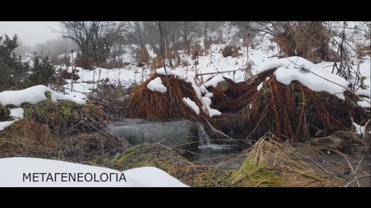 METAГENEOLOГIA