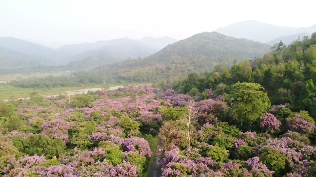 Magical forest, Mayalu busty, Gorubathan, Kalimpong, India.