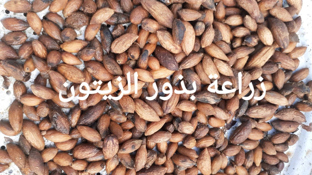 كيف تزرع الزيتون من البذور من الألف إلى الياء , propagation olive from seeds