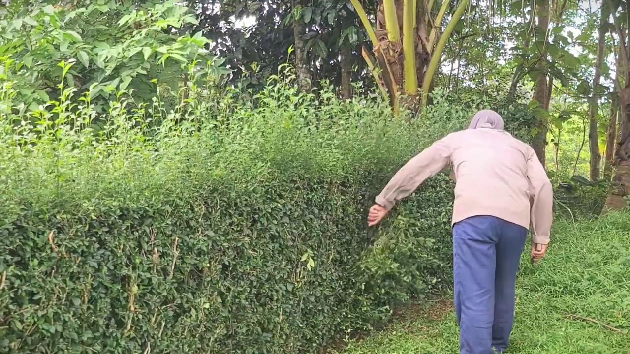 Manual Grass Clearing Without Modern Equipment 