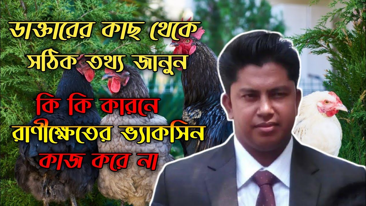 মুরগির রানীক্ষেত এর ভ্যাকসিন কাজ না করার কারণ । ডাক্তারের কাছ থেকে সঠিক তথ্য জানুন #shakilfarming