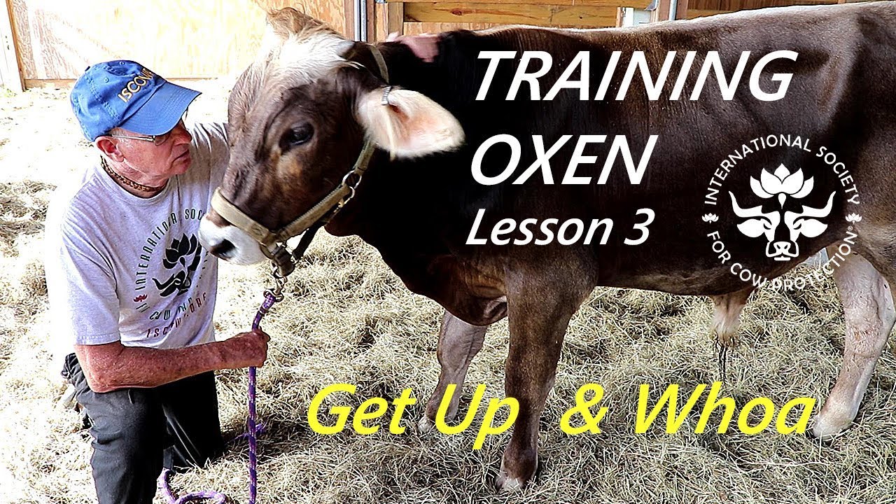 Training Oxen by Voice Commands Lesson 3 Commands Get Up & Whoa