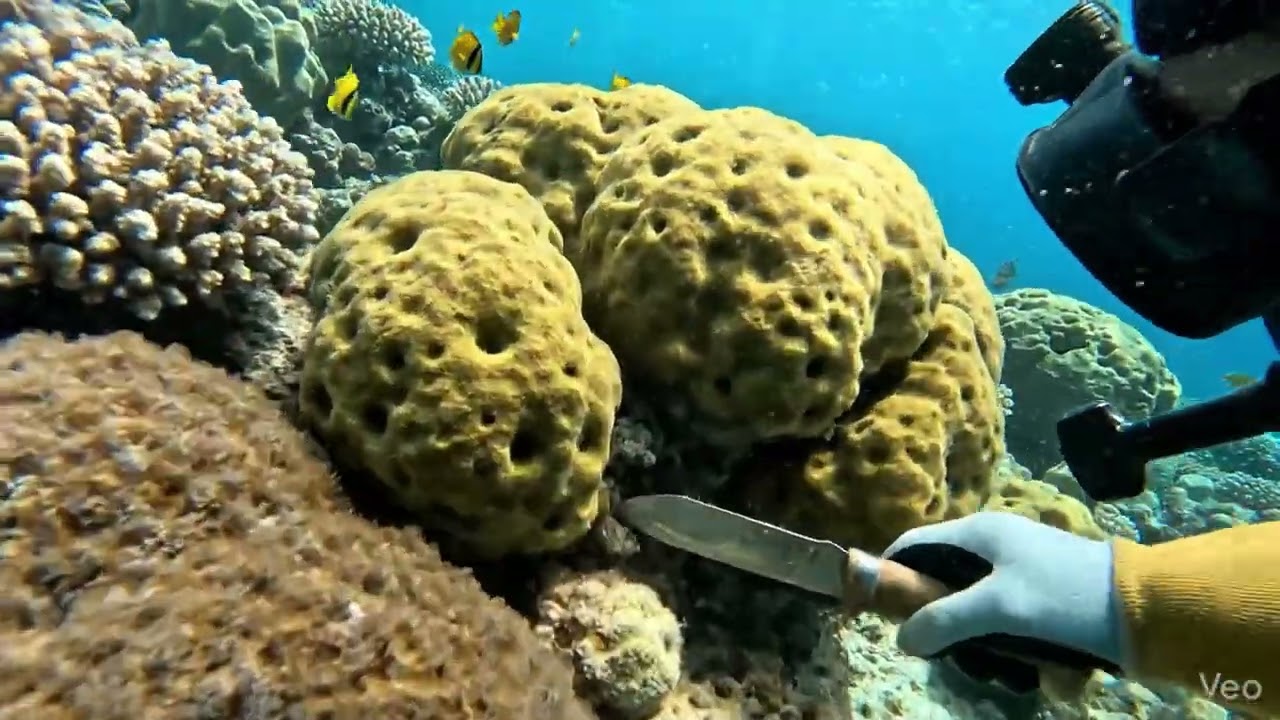 Tarpon Springs Sponge Diver Meditation: Study #36