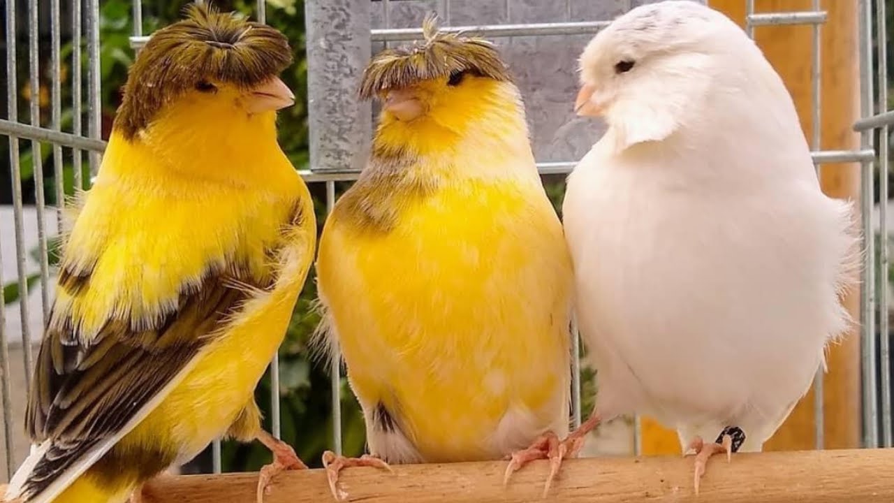 تغريد كناري للتزاوج  جولستر canary gloster singing