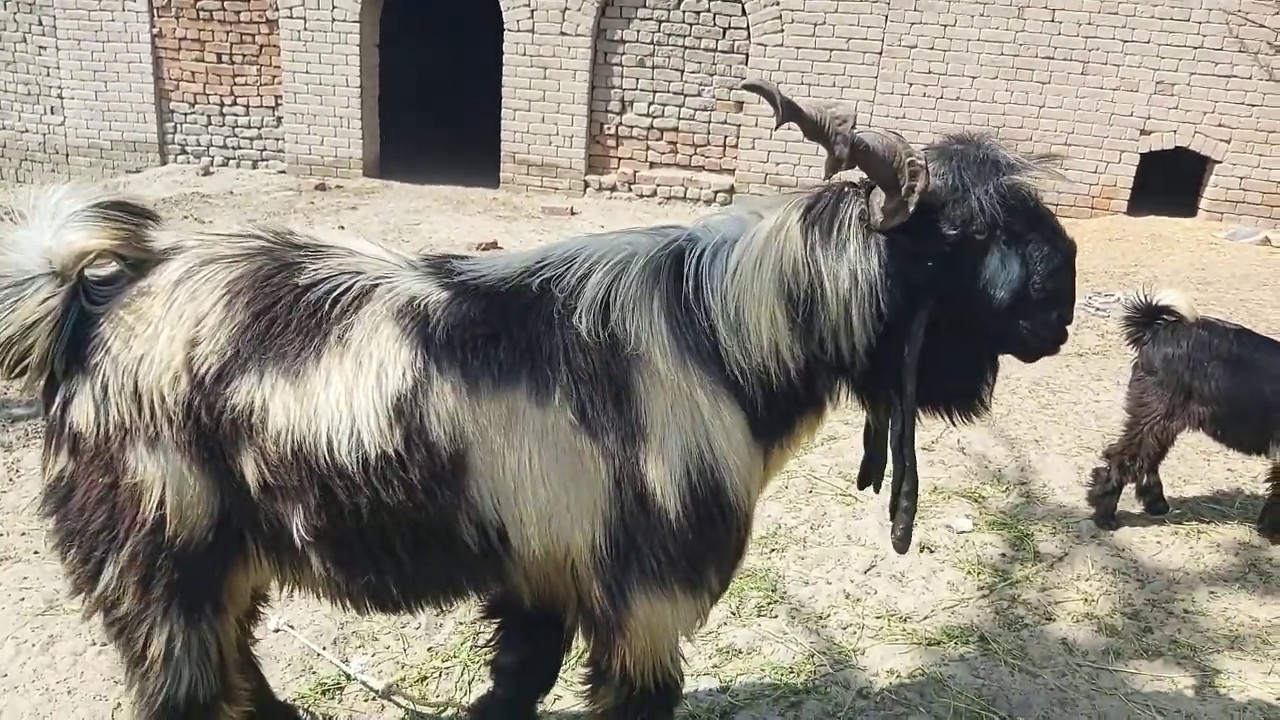 DDP Goat Breed Farming||DDP Goat Breed Ever Best Milk Producing Goat Breed In Pakistan|Best Goat