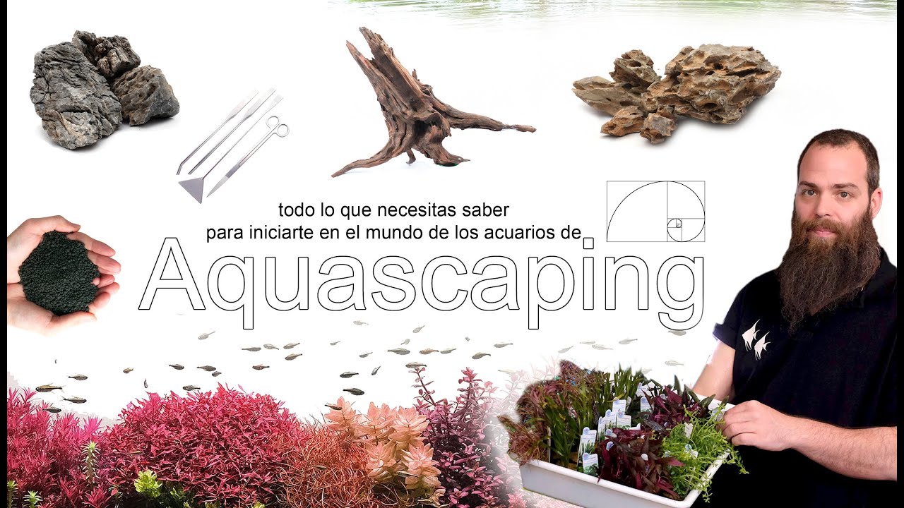Todo lo que necesitas saber para iniciarte en los acuarios plantados de Aquascaping
