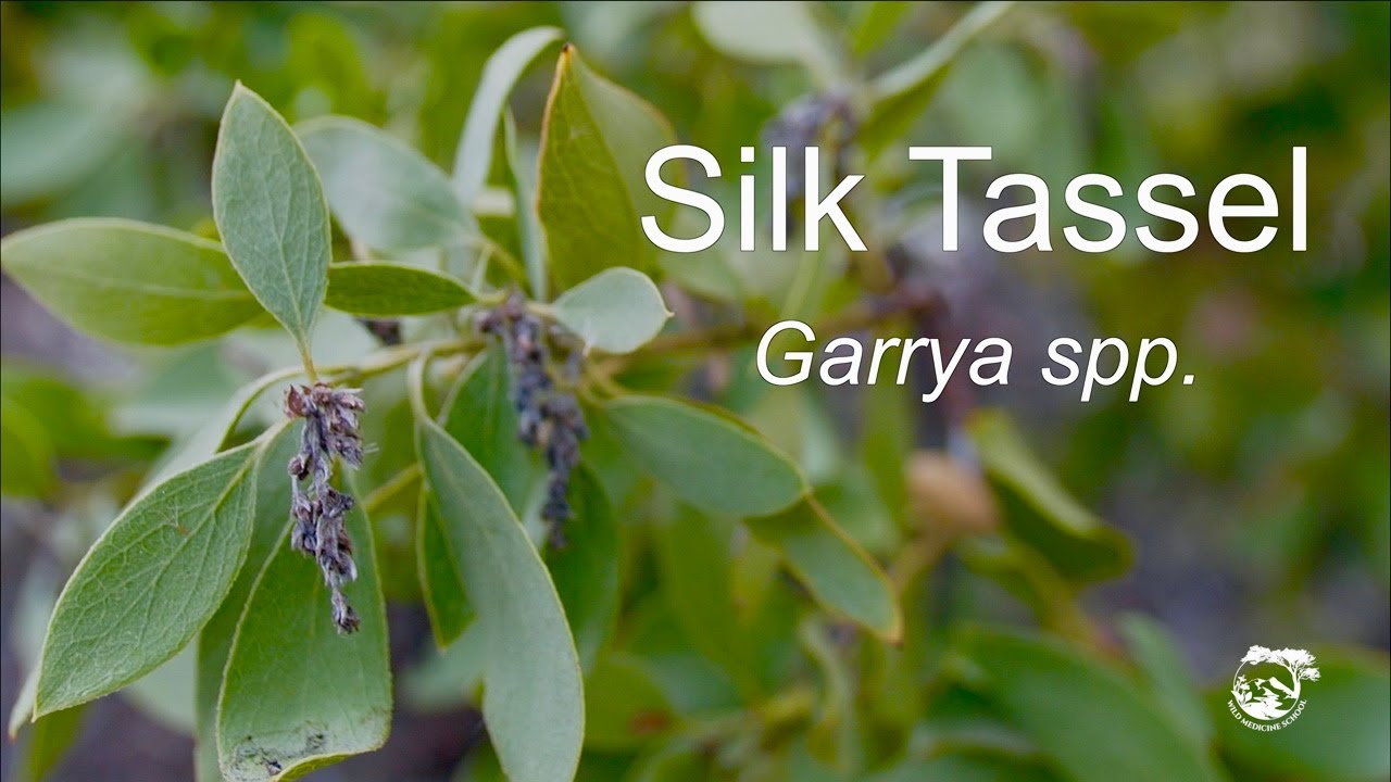 Silk Tassel | Garrya spp.