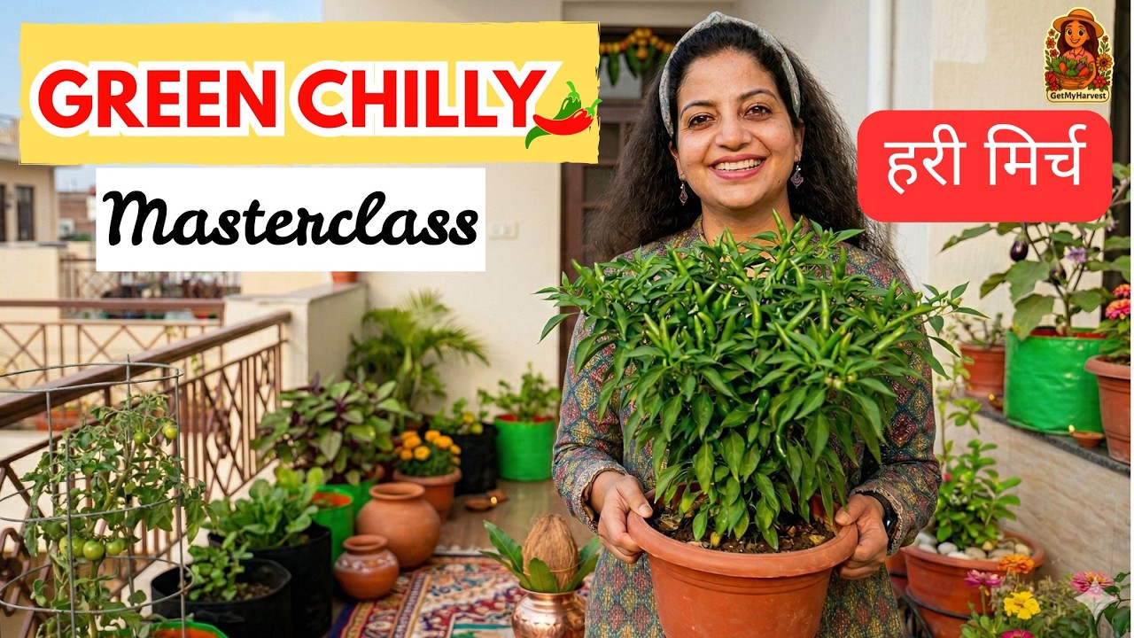 Grow 100% Organic Green Chilies: बालकनी के लिए Complete Framework 💯🏠🌶️