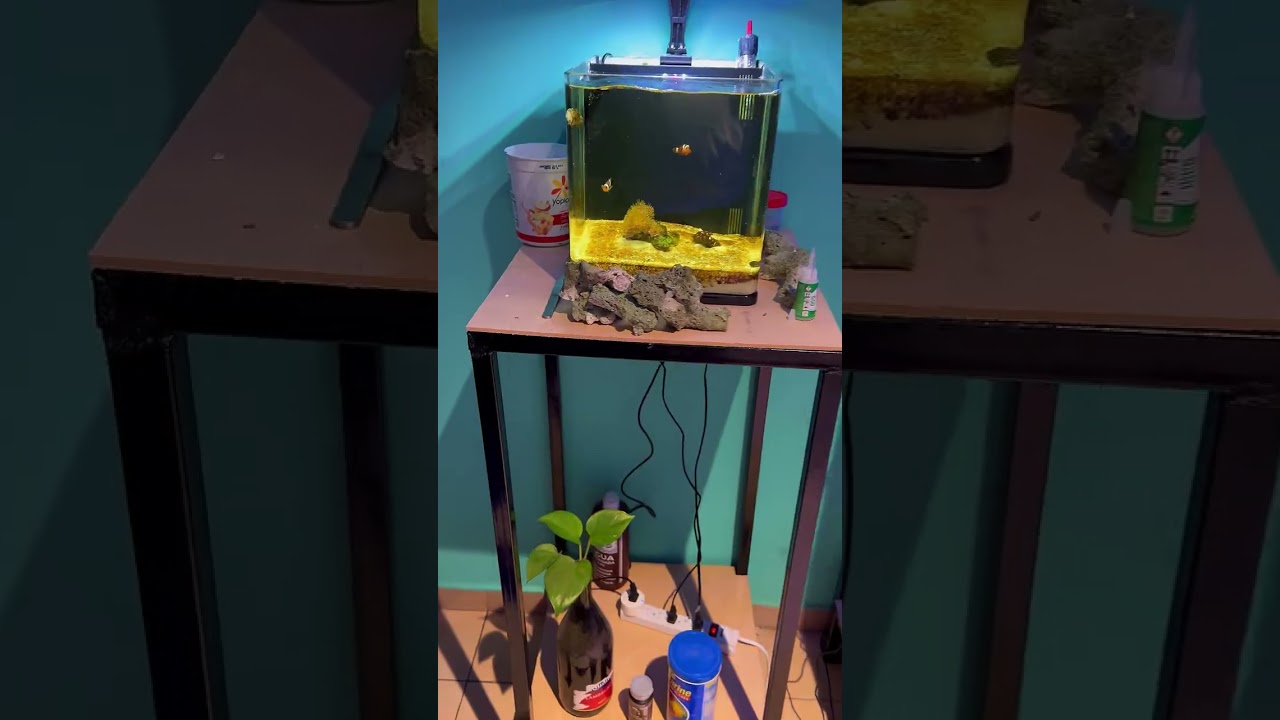 Como Agregar Roca a Acuario Marino.! 🫡