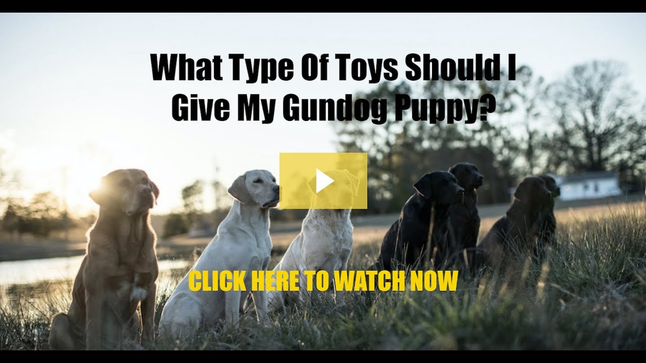 What Type Of Toys Should I Give My Gundog Puppy?