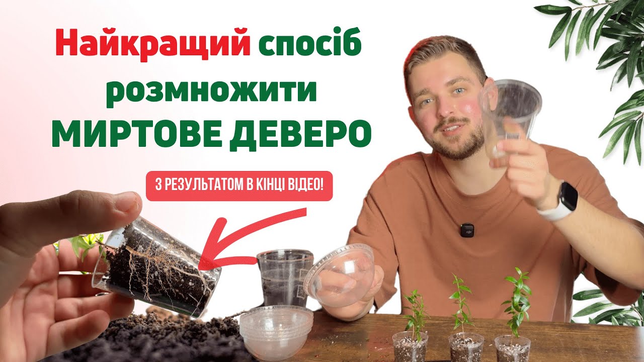 100% метод вкорінення Миртового дерева. Розмноження мирта та результат в кінці відео