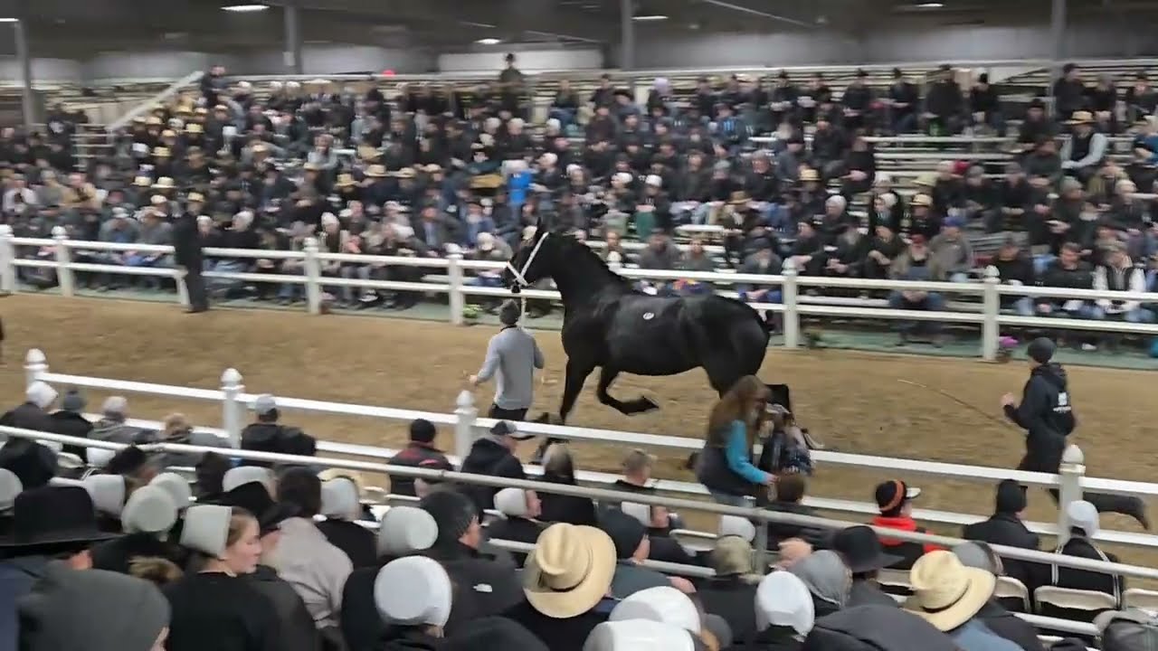 2025 Percheron Mare sale clips. Gordyville Draft Horse Sale