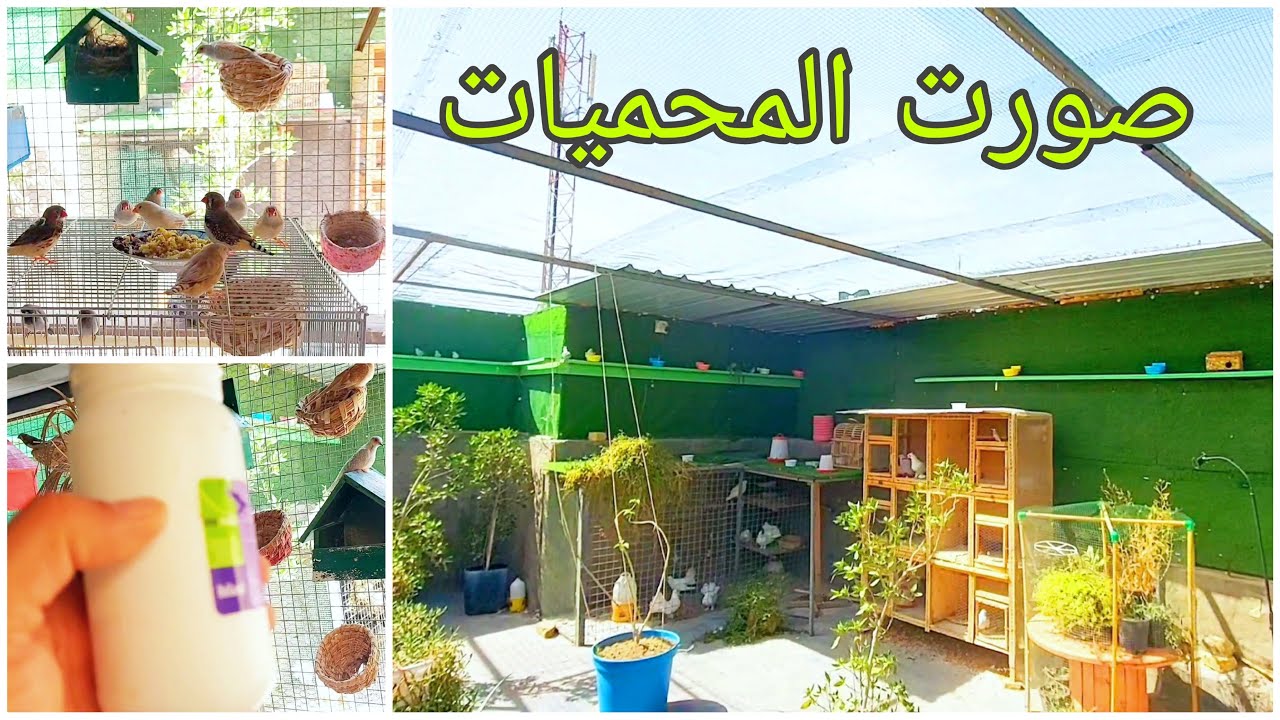 يوميات محمية حسب طلب المشاهدين