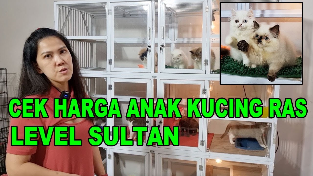 CEK HARGA ANAK KUCING LEVEL SULTAN DI PETERNAKAN TERBESAR DI BANDUNG