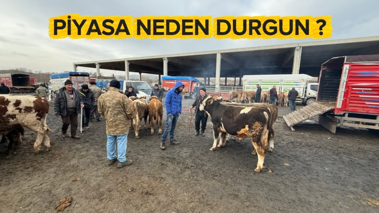 KIRIKKALE HAYVAN PAZARI 10 ŞUBAT GÜNCEL 
