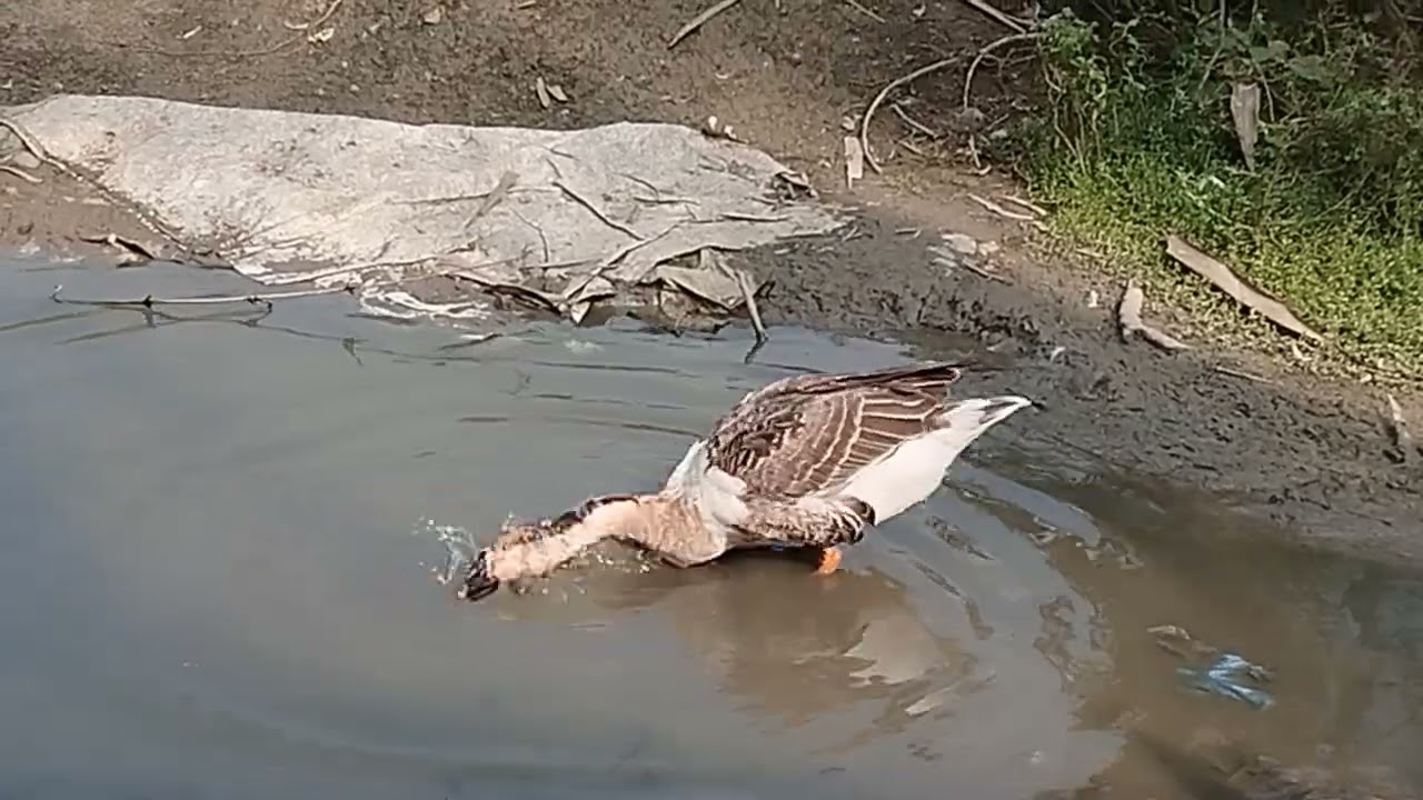 রাজহাঁসের গোসল করা অসাধারণ ভিডিও 🦢🦢🦢