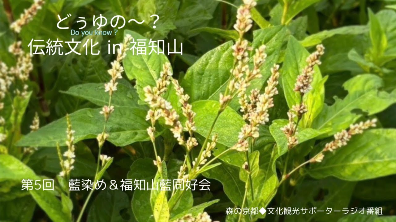 2025年度森の京都文化観光サポーターラジオ 第5回「藍染め＆福知山藍同好会」