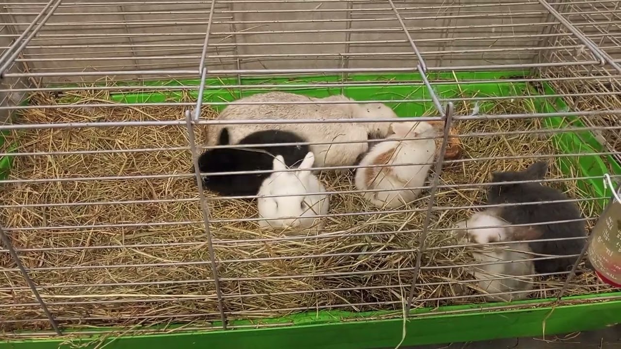 Króliki mini lop 