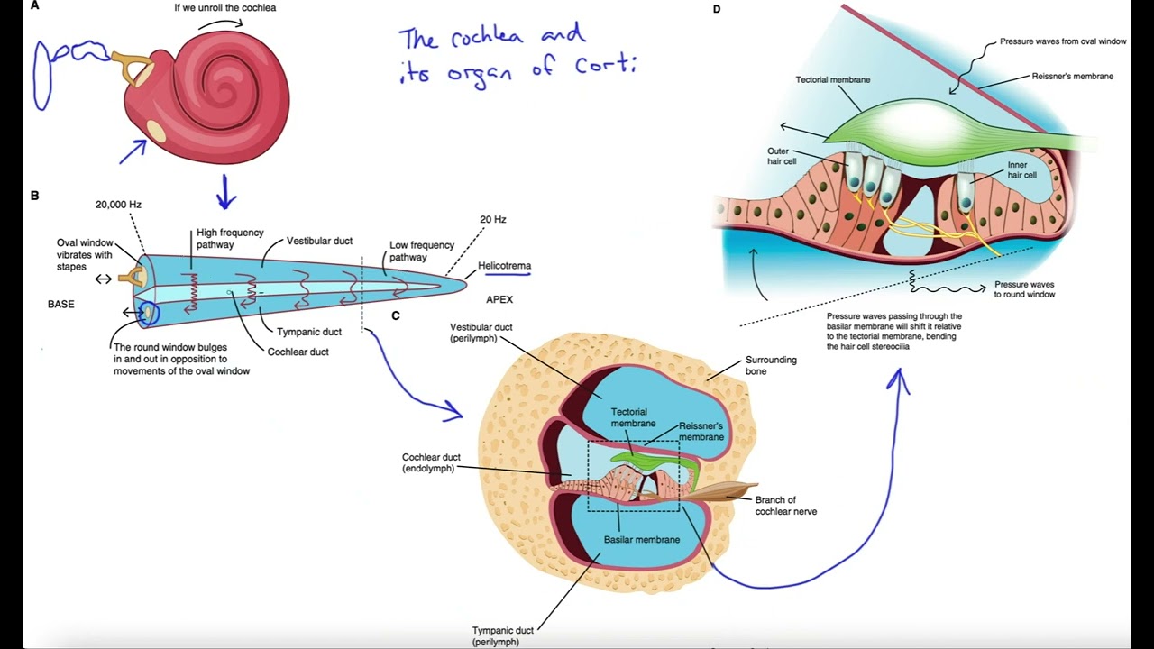Cochlea and organ of Corti