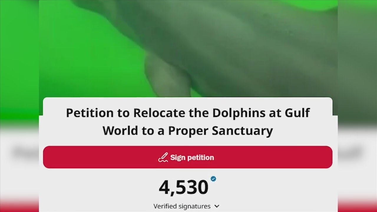 Protesters demand release and relocation of Gulf World Marine Park animals