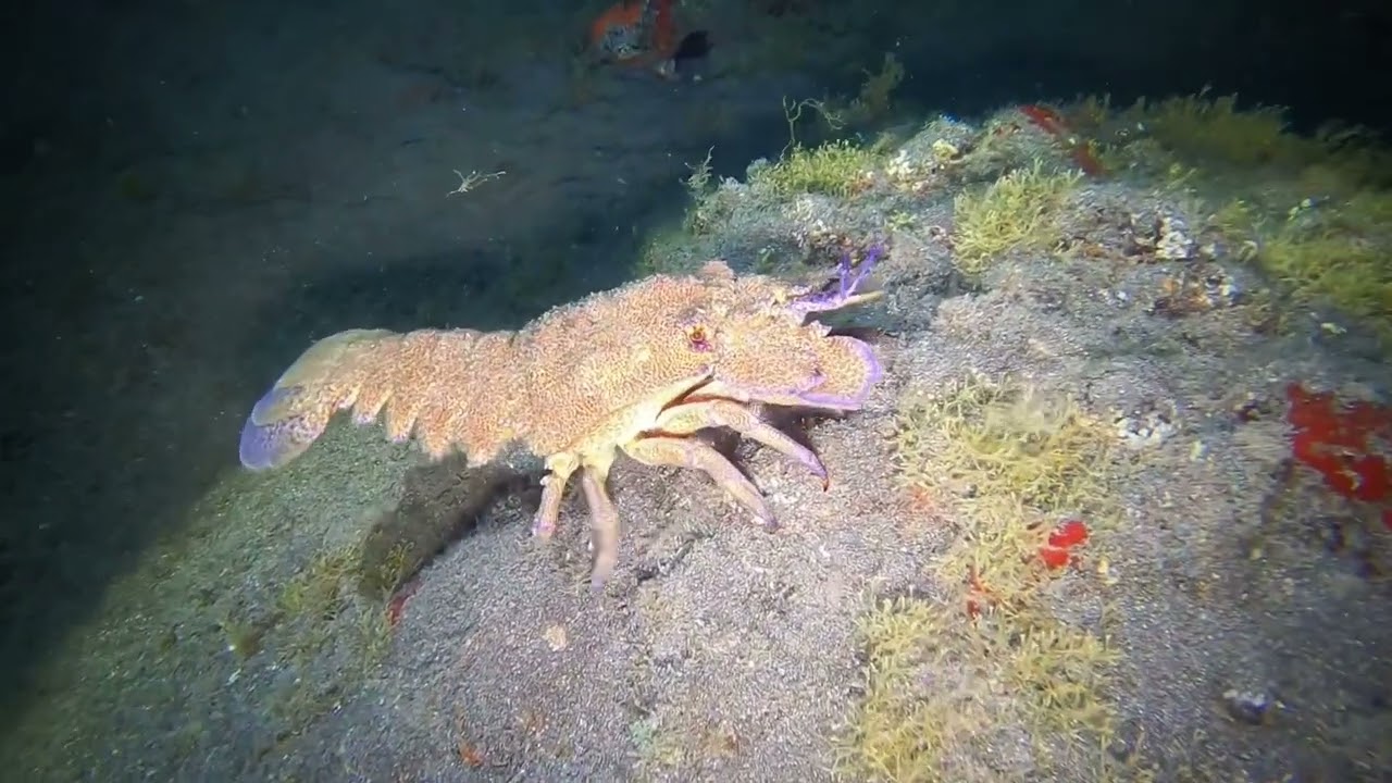 Night dive Los Gigantes Tenerife 🤿