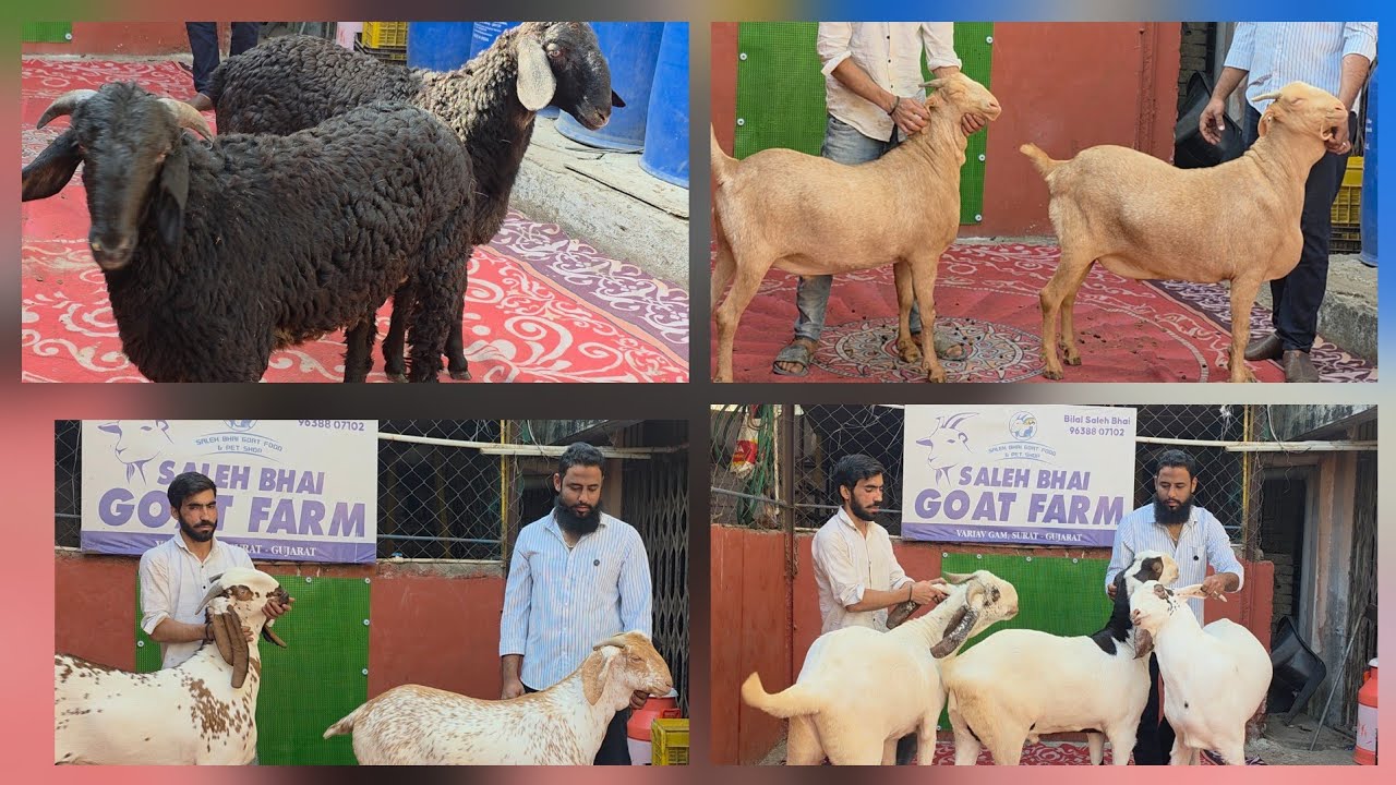 Heavy Full Tyaar Bakre At Saleh Bhai Goat Farm Surat | Best Available Palai Farm Surat Gujarat. 