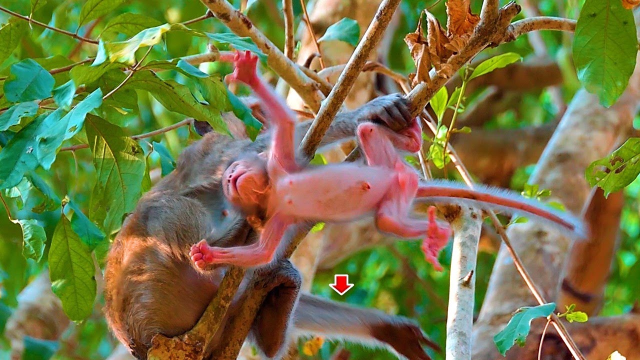 Pathetic..! Newborn baby almost fell from a tree due to k_idnapping | Real Angkor Monkey