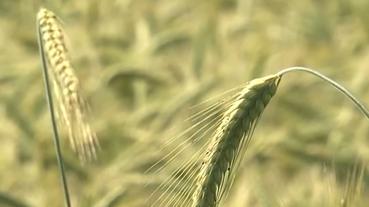 Za&scaron;to su tritikale bolje od p&scaron;enice