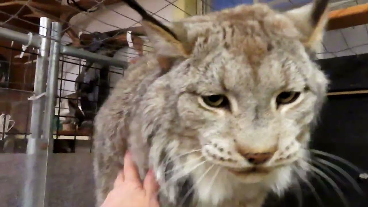 Max Canada Lynx - Hello 2025