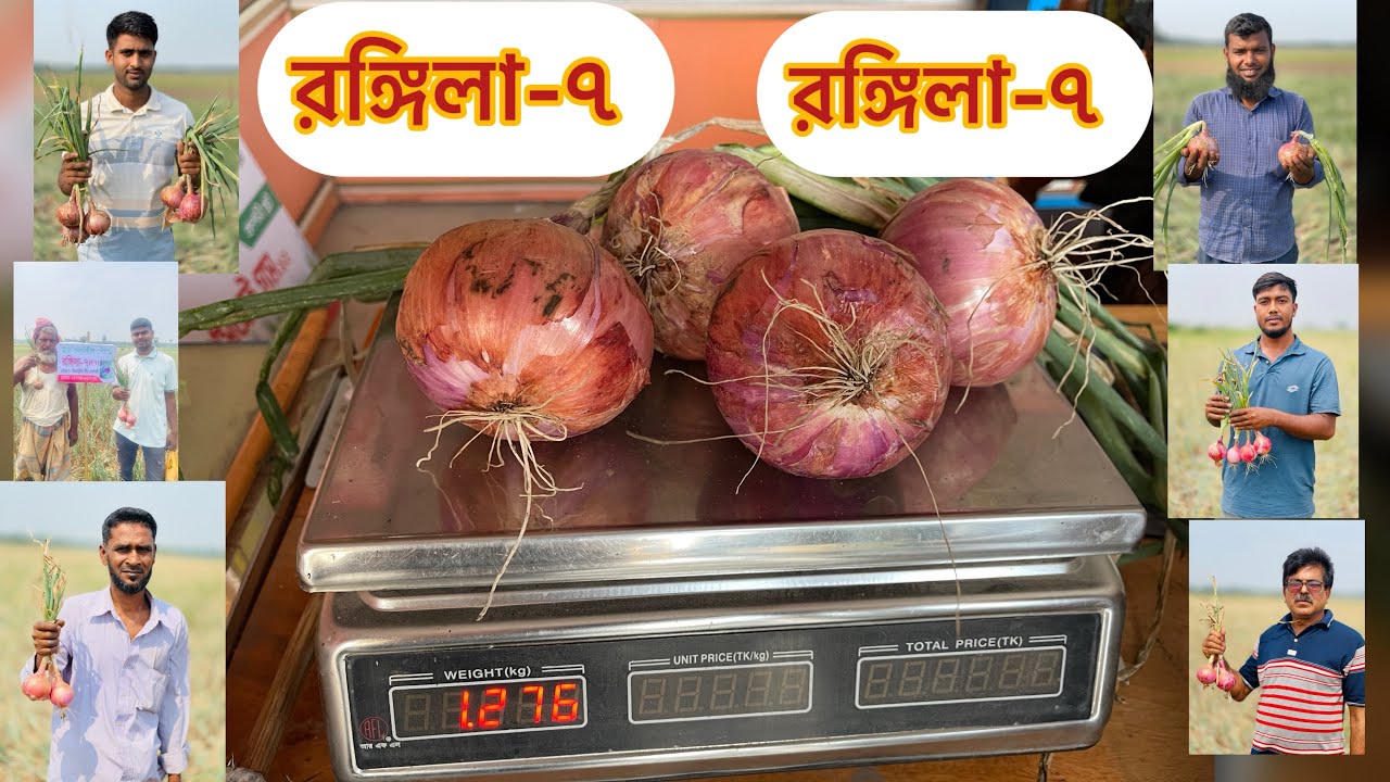 পেঁয়াজের বাম্পার ফলন|| রঙ্গিলা-৭ ||২০২৫||