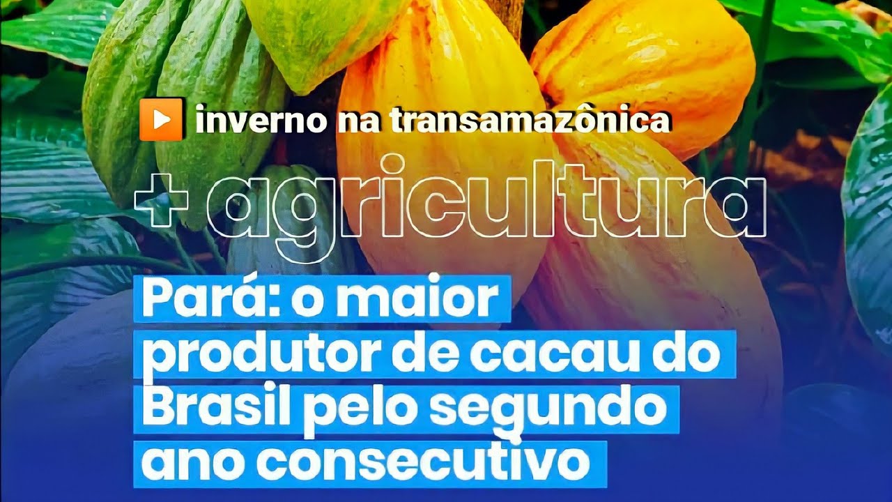 MEDICIL&Acirc;NDIA-PA A CAPITAL NACIONAL DO CACAU NO CORA&Ccedil;&Atilde;O DA TRANSAMAZ&Ocirc;NICA