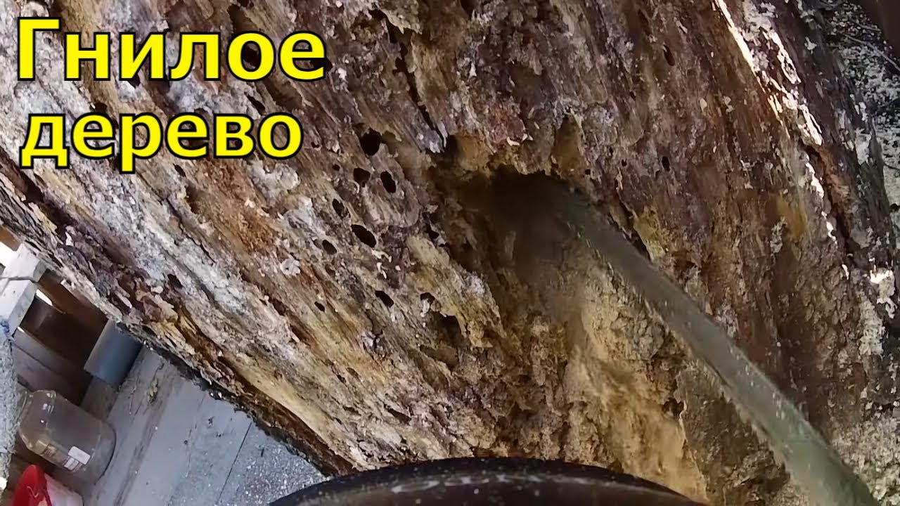 Взял опасную работу. Дерево гнилое!!!