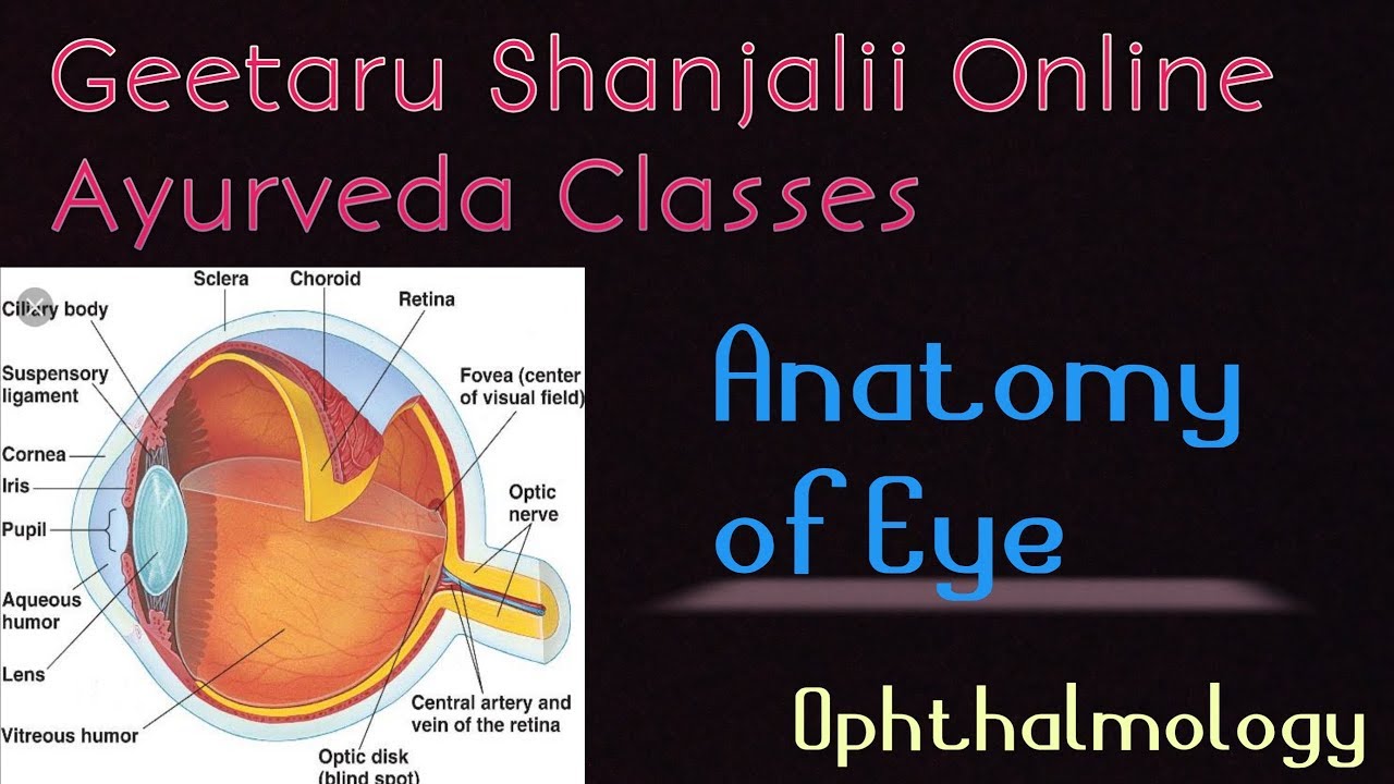 Anatomy of Eye by #Geetaru #Gitaru #shalakyatantra #ophthalmology #bams #AYURVED #shanjalii #BAMS