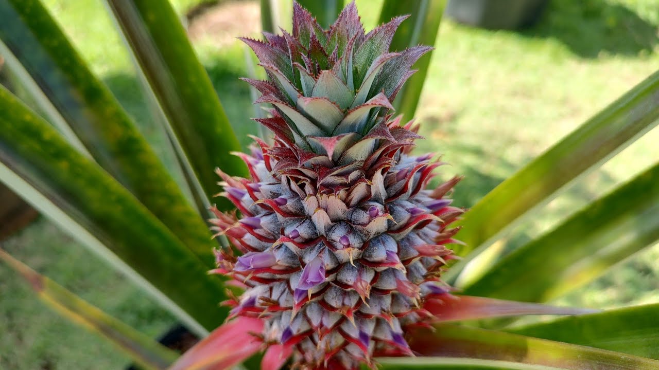 FAÇA O ABACAXIZEIRO FLORIR UTILIZANDO ESSA TÉCNICA.