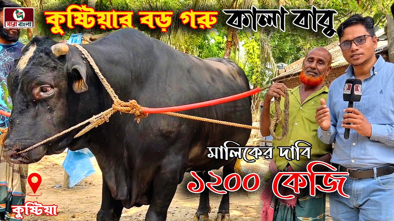 ২০২৫ কোরবানির বড় গরু কুষ্টিয়ার কালা বাবু | মালিকের দাবি ওজন ১২০০ কেজি | তাই মাপলাম ফিতা দিয়ে