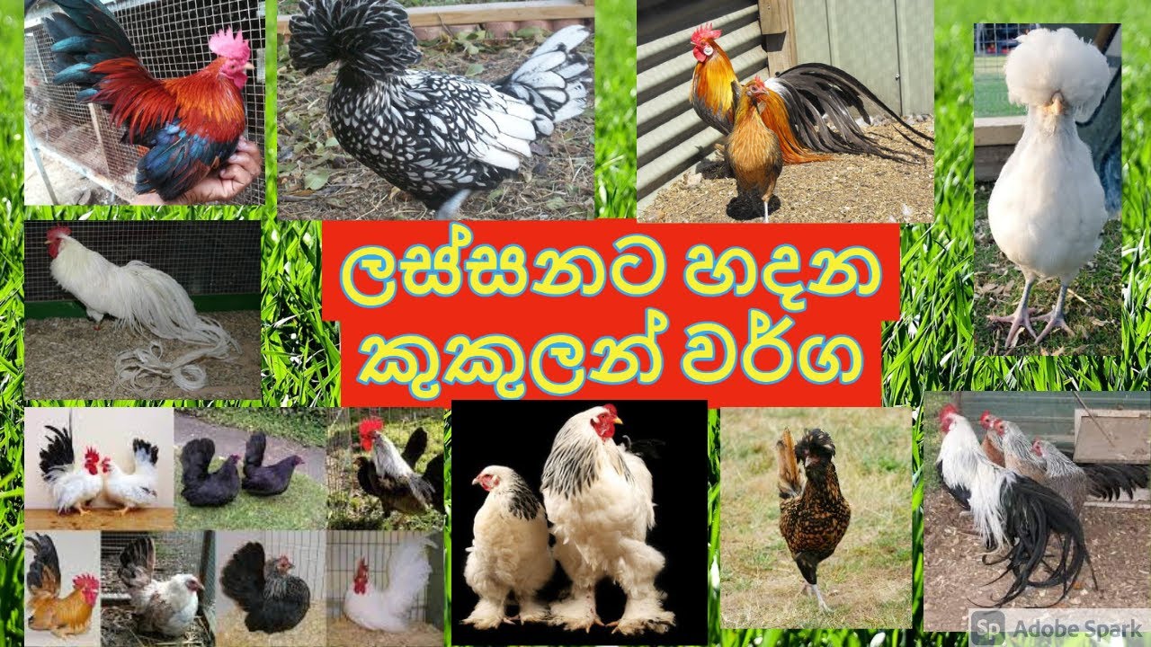 ලංකාවේ ඉන්න ලස්සන කුකුලන් Francy ,Bantam chicken in sri lanka #brahama #polish #phenix #oeg
