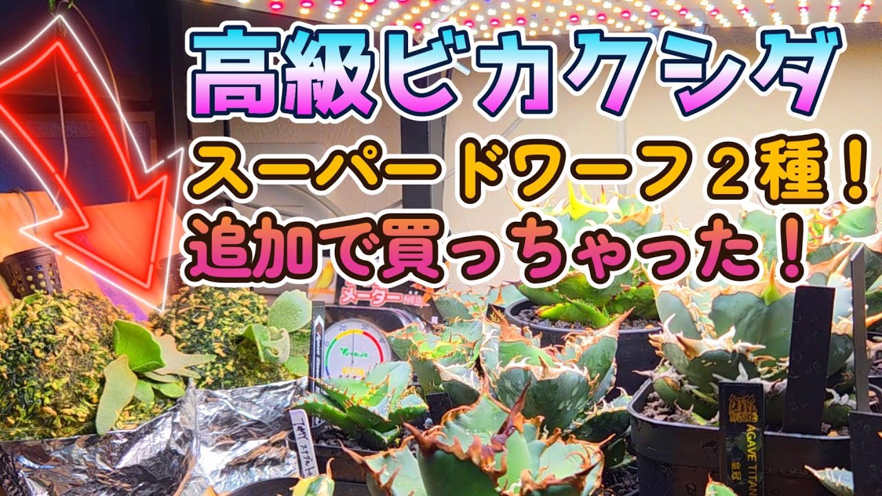 高級ビカクシダ！スーパードワーフ２種追加で買っちゃった！激安ビカク！ 品種紹介 オーエムジー バクテリア ビザールプランツ P.willinckii Bacteria OMG